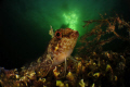   INON Micro FishEye  